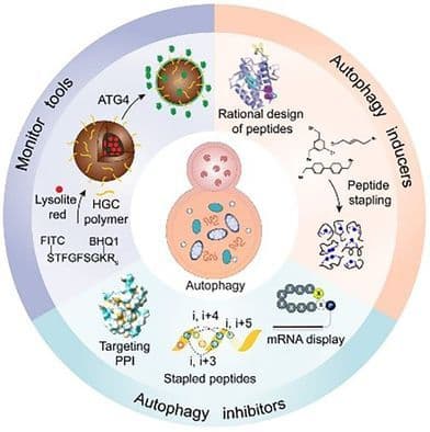 Artificial Peptides as Autophagy Modulators