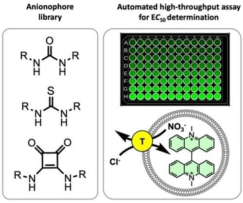 High‐Throughput and Automated Anion Transport Assays