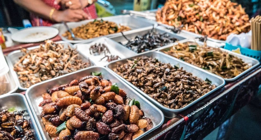 Insekten-Proteine: eine nachhaltige Ernährung