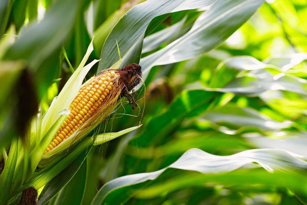Polysaccharide – Basis für nachhaltige Materialien
