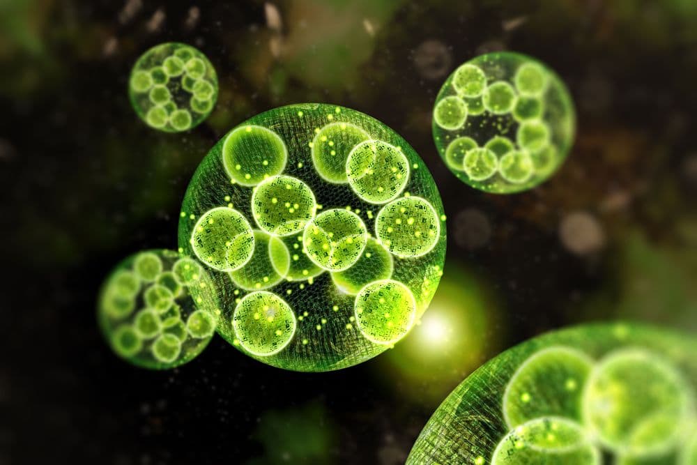 „Alles Chlor!“: Alles Chlorophyll!