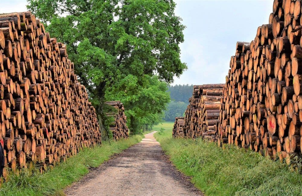 Lignin-Verwertung – noch hölzern, aber nicht auf dem Holzweg!