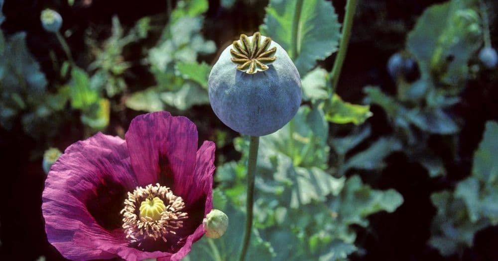 Was ist eigentlich Opium?