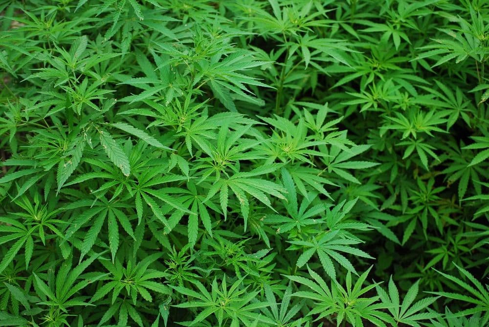 Was ist eigentlich Cannabis, THC und CBD?