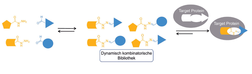 Trendbericht Biochemie 2017: Proteinvermittelte dynamische kombinatorische Chemie