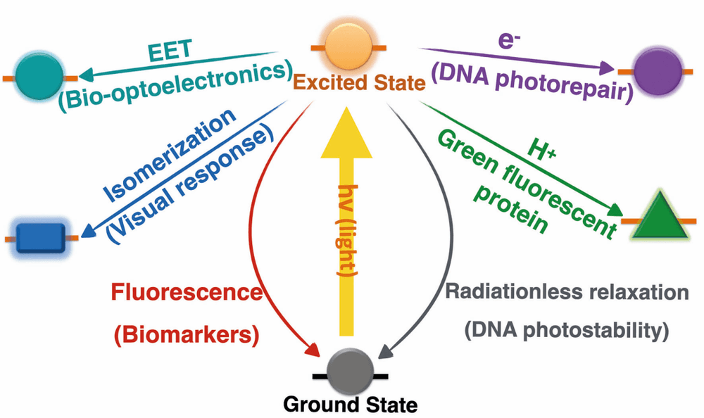 Trendbericht Theoretische Chemie 1/2: Lichtgetriebene Reaktionen unter der Theorielupe