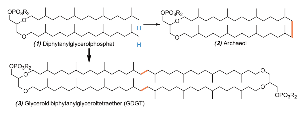 Zellmembranen in Archaea