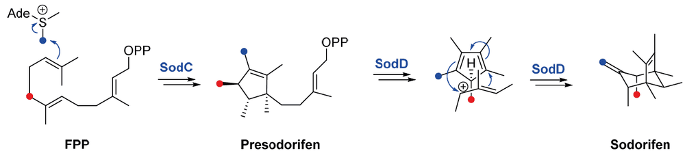 Biosynthese von Sodorifen enthält [4+3]-Cycloaddition