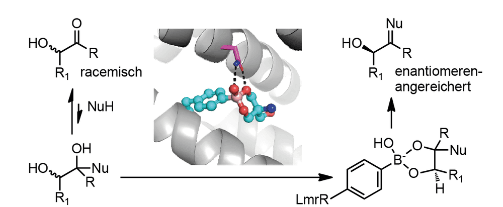 Maßgeschneiderte Enzyme werden Wirklichkeit/Trendbericht Biochemie 2025 (2/3)