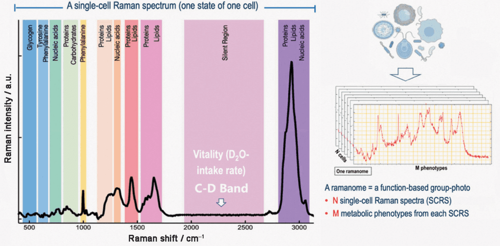 Sorting cells by Raman fingerprint