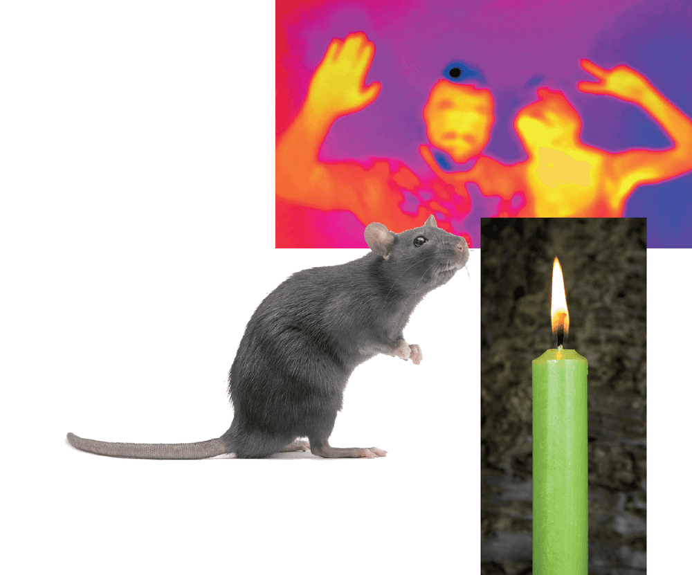 Der Außenseiter