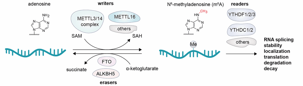 Posttranskriptionelle Modulation von RNA durch small molecules/Trendbericht Biochemie 2026 1/4
