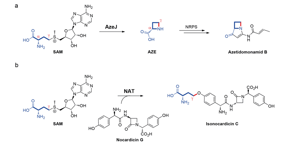 S‐Adenosylmethionin jenseits der Methylierung/Trendbericht Biochemie 2026 4/4