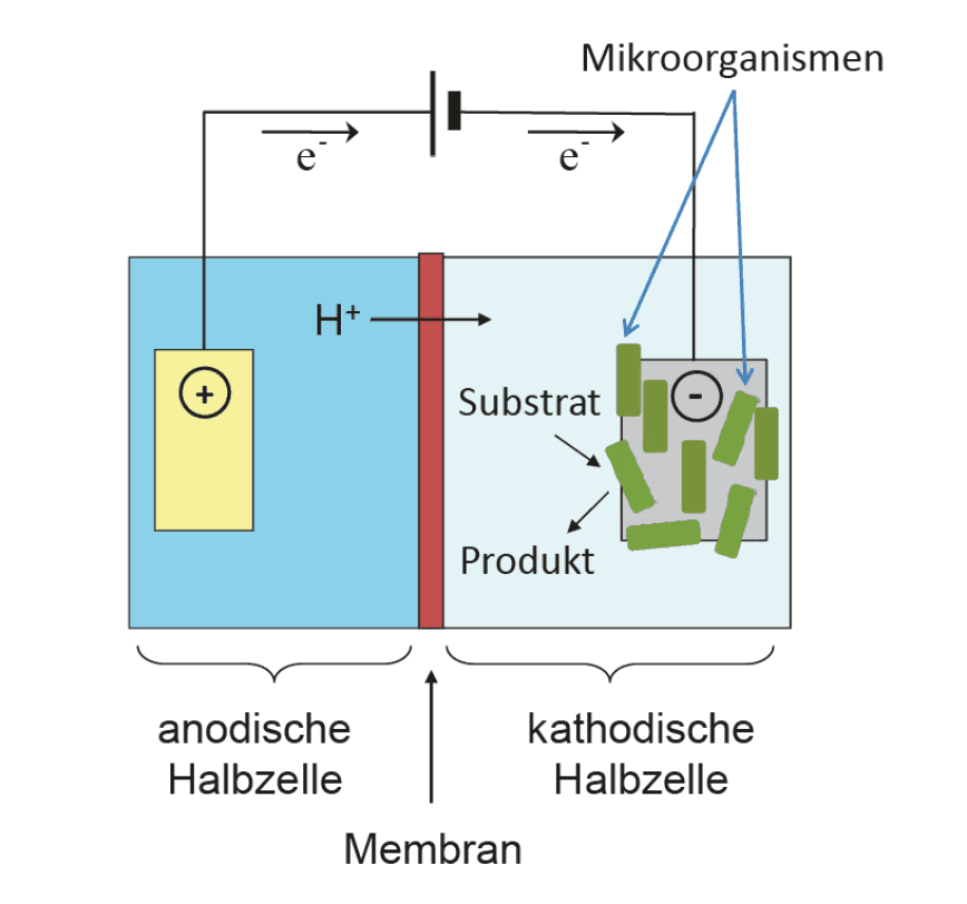 Mikrobielle Elektrosynthese