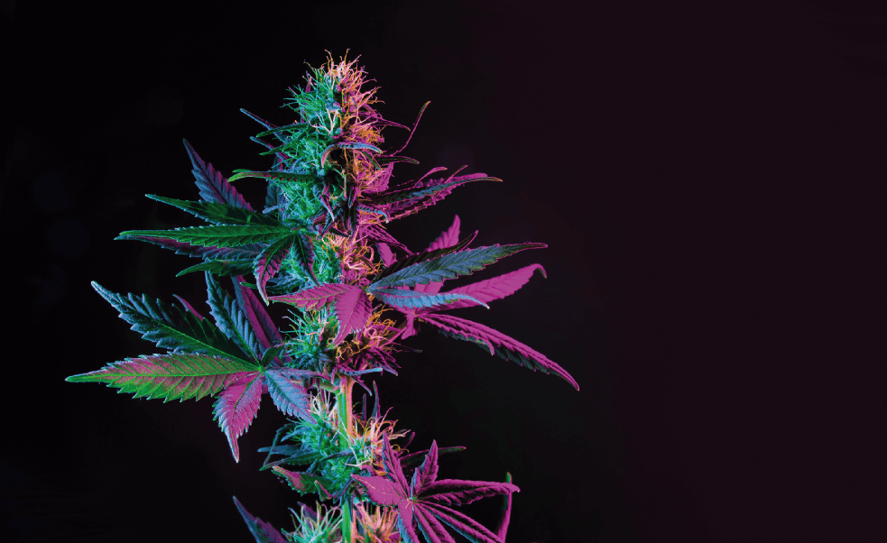 Kein Cannabis am Arbeitsplatz
