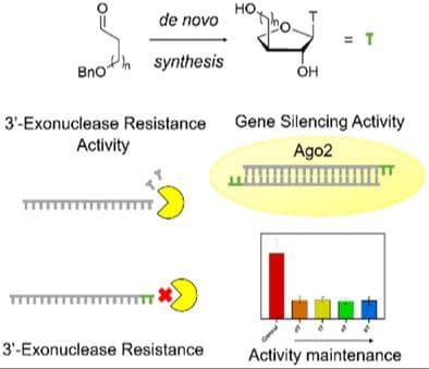 3′‐C‐Extended TNA: De Novo Synthesis, Enhanced Exonuclease Resistance, and Functional siRNA 3′‐Overhang Modifications Without Compromising Gene Silencing