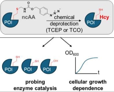 A Genetically Encoded Homocysteine Precursor to Probe Protein Active Sites and to Addict Escherichia coli to a Noncanonical Amino Acid Directly Involved in Catalysis