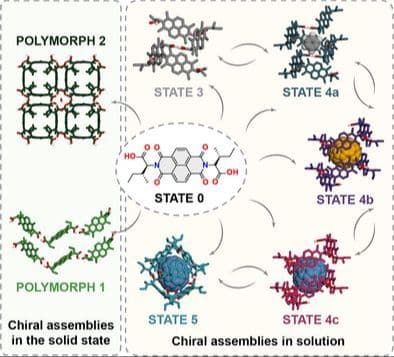 A Multistate Adaptive System of Topologically Distinct Chiral Assemblies
