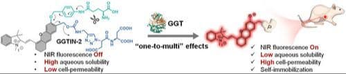 A “One‐to‐Multi” Activatable Near‐infrared Fluorescent Probe for the Sensitive Imaging of γ‑Glutamyl Transpeptidase Activity in Living Mice