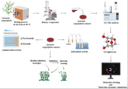 Arenaria serpyllifolia as a Natural Antiviolaceum Agent: Phytochemical, Biological, and Molecular Approaches