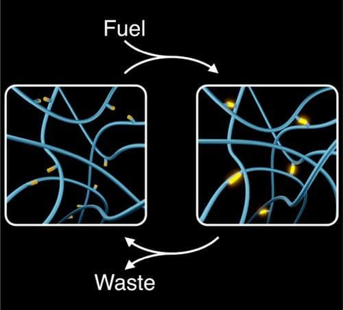Autonomous Changes in Polymer Materials Driven by Chemical Fuels