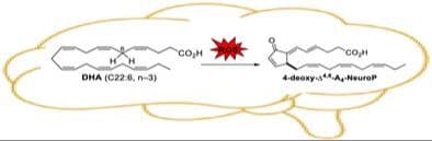 Beyond Neuroprostanes: Total Synthesis and Epilipidomic Studies of a Novel Cyclopentenone Metabolite of Docosahexaenoic Acid
