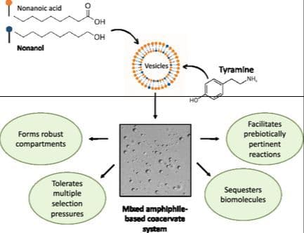 Characterizing Mixed Single‐Chain Amphiphile‐Based Coacervates as a Robust Protocell System