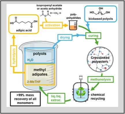 Chemically Recyclable Polyester Thermosets from Activated Adipic Acid and Renewable Polyols