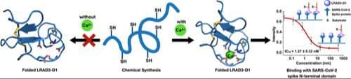 Chemically Synthesized LRAD3‐D1 Interacts with N‐Terminal Domain of SARS‐CoV‐2 Spike Protein