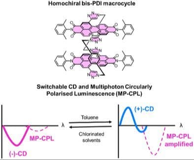 Circular Dichroism and Multiphoton Circularly Polarized Luminescence Switching Using a Bis‐perylene Diimide Macrocycle