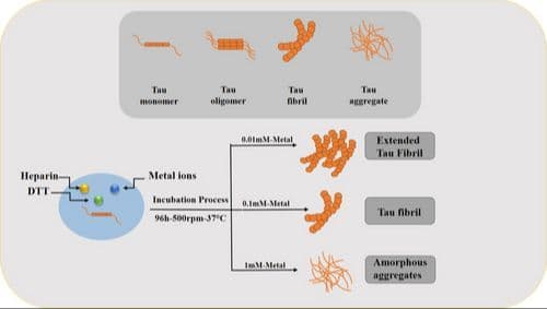 Concentration‐Based Analysis of Metal‐Induced Tau Fibrillar versus non‐fibrillar Aggregation: Implications for Neurotoxicity in Alzheimer's Disease