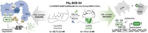 Conditional Stabilization of the Hypoxia‐Inducible Factor HIF1α— Photoswitchable Stapled Peptides Prevent Elongin BC–Mediated Degradation
