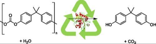 Cutinases for Biocatalytic Polycarbonate Hydrolysis: Empowering Circular Economy