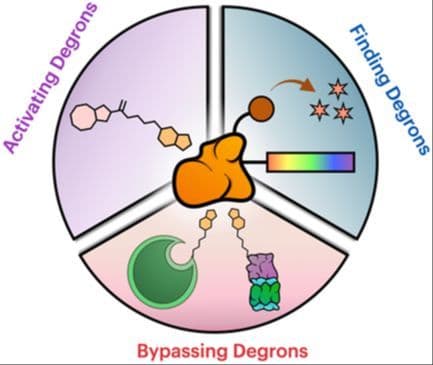 Designing the Proteome with Chemical Tools: Degrons and Beyond
