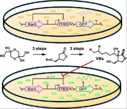 Diastereoselective, Diversifiable Synthesis and Biological Evaluation of the Virginiamycin Inducers, the Virginiae Butanolides
