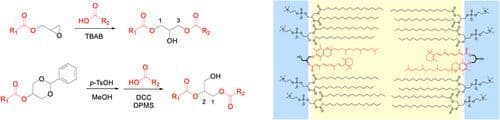 Diglycerides of Natural Phenols and Organic Acids for Enhanced Biological Activities