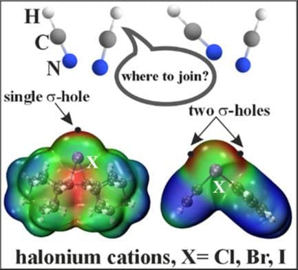 Does the Presence of Sigma Holes Affect the Way Neutral Ligands Attach to a Halonium Cation?