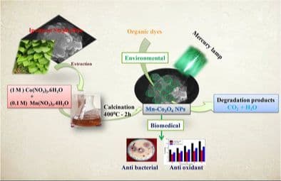 Eco‐Friendly Synthesis of Co3O4 Nanoparticles Using Ipomoea staphylina Leaf Extract: Photocatalytic, Antibacterial, and Antioxidant Properties