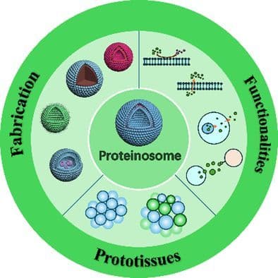 Engineering Proteinosomes with Cellular‐Like Functionalities