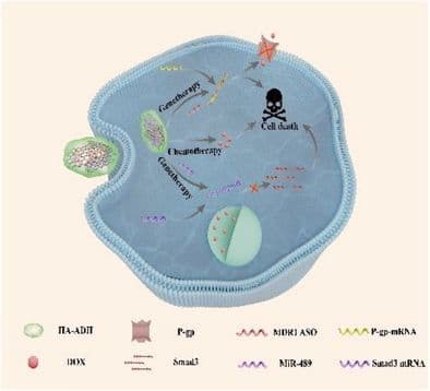 Enhancement of Doxorubicin Efficacy in Drug‐Resistant Breast Cancer Cells Through Nucleic Acid Modulation