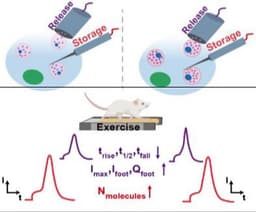 High‐Efficiency Hydrogen Oxidation for Hydroxide Exchange Membrane Fuel Cells Catalyzed by Fivefold‐Twinned Nickel Nanoparticles