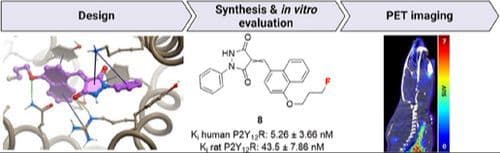 Exploration of Fluorinated Pyrazolidine‐3,5‐Diones for Positron Emission Tomography Imaging of the P2Y12 Receptor in the Central Nervous System