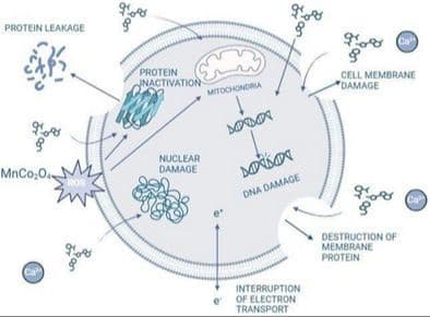 Fabrication of Spinel MnCo2O4 Nanocrystal and Its Electrochemical, Magnetic, and Antibacterial Performance