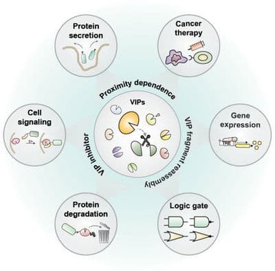 Harnessing Viral Proteases for Cellular and Molecular Engineering