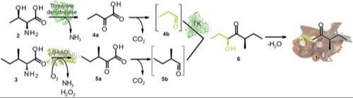 Hazelnut: Explorations toward the Biocatalytic Synthesis of its Aroma Precursor