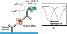 5‐thiohistidine N‐acetyltransferase from Proteiniphilum saccharofermentans