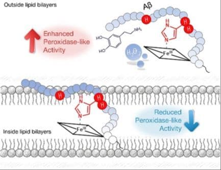 How Sodium Dodecyl Sulfate Micelles Affect the Coordination and Peroxidase‐Like Activity of the Hemin–Aβ16 Complex
