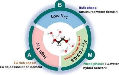 How Solvation Structures Define the Cryoprotection Efficiency of Ethylene Glycol