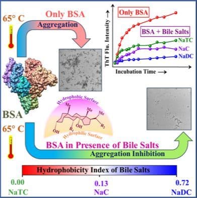 Impact of Intrinsic Hydrophobicity of Bile Salts on the Inhibition of Temperature‐Induced Aggregation of Bovine Serum Albumin