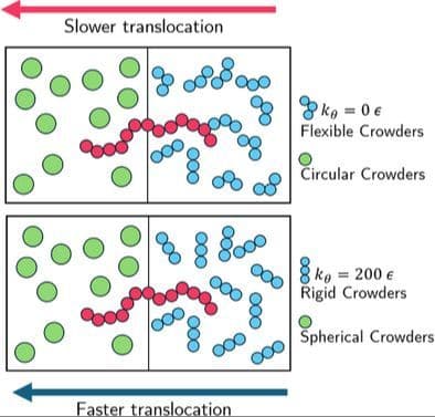 Influence of Crowder Geometry and Flexibility on Polymer Translocation Dynamics